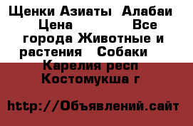 Щенки Азиаты (Алабаи) › Цена ­ 20 000 - Все города Животные и растения » Собаки   . Карелия респ.,Костомукша г.